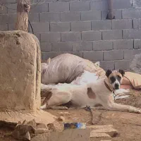 ماده خراسانی