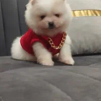 پامرانین خرسی و عروسکی پامر