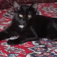 بچه گربه