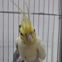 عروس هلندی جفت وسخنگو