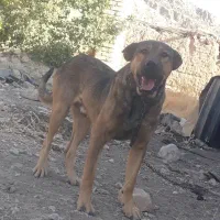 پژدر ۱۴ ماهه