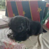 سگ نژاد تریر