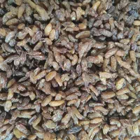 انواع کشمش آفتابی و تیزابی همراه شیره