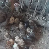 ۳۰ تا جوجه محلی