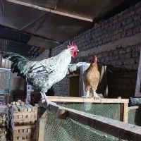 مرغ و خروس|حیوانات مزرعه|قم, بیانی|دیوار