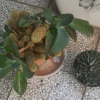 کاکتوس‌های غول پیکر مخصوص تکثیر|گل و گیاه طبیعی|شیراز, پانصد دستگاه ارتش|دیوار