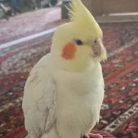 گمشده