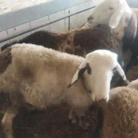 با سلام  چند رس بره نر و قوچ 3شیره|حیوانات مزرعه|سیلاخور, |دیوار