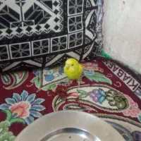 سلام یک دانه مرغ عشق سالم