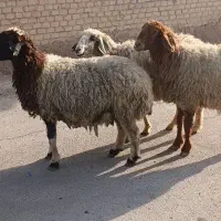 گوسفند مضاریع جهت فروش