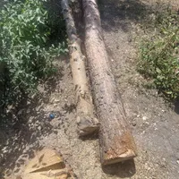 دو عدد چوب درخت کاج
