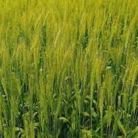 اجاره زمین کشاورزی چاه برقی بارانی وهم قرقابی|اجارهٔ دفتر صنعتی، کشاورزی، تجاری|شوش, |دیوار