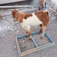 فروش بز محلی