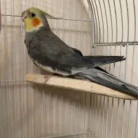 عروس هلندی - سخنگو
