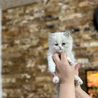 پرشین فلت|گربه|ارومیه, |دیوار