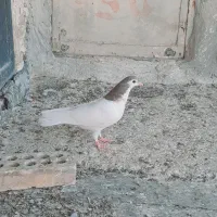 یک جفت جوجه چپی و یال|پرنده|حمیدیه, |دیوار