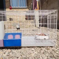 جفتگاه کبوتر