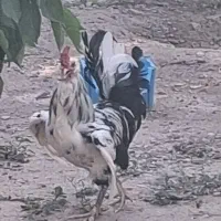 خروس نژاد گلین