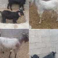 5عدد گوسفند فروشی تکی و عمده