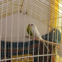 مرغ عشق|پرنده|کرمان, |دیوار