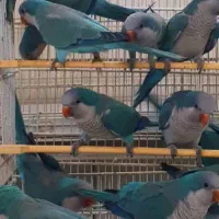 طوطی آرا کاسکو راهب لوری خورشیدی گرینچک عروس برزیل|پرنده|شیراز, فرودگاه شهید دستغیب شیراز|دیوار