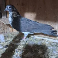 کفتر دونه ای ۱۰۰