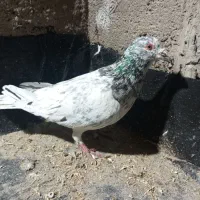 ۲ عدد نر گرفتنی