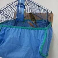 قناری ماده سبز دم پلاک