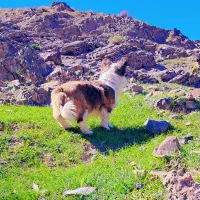 پاکوتاه|سگ|قاسم‌آباد (خواف), |دیوار