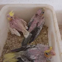 مرغ عشق باجوجه واهلی+عروس هلندی سرلاکی و جفت