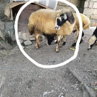 گوسفند ماده