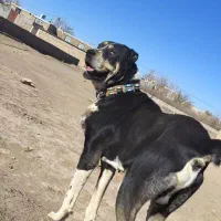 واگذاری سگ همچی تمام