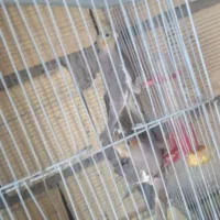 جوجه عروس هلندی