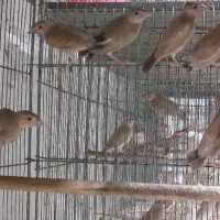 تعداد ۴۰ عدد جوجه نرگسی شکلاتی|پرنده|اهواز, معین زاده|دیوار