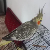 عروس هر دو ماده