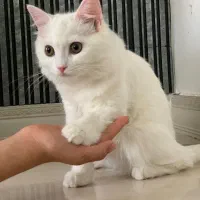 گربه خونگی|گربه|مشگین شهر, |دیوار