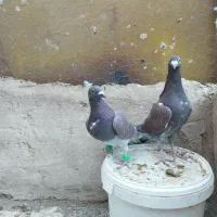 کبوتر جفتگاه|پرنده|فردوس (خراسان), |دیوار