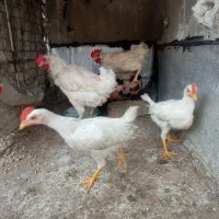 مرغ تخمگذار و جوجه خروس بدون سر و صدا