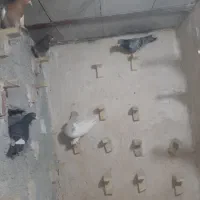 ۶تا کفتر سوارخ