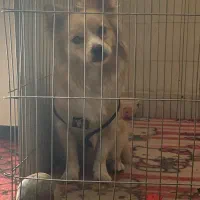 پامراشپیتز