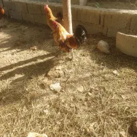 خروس|حیوانات مزرعه|صباشهر, |دیوار