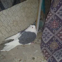 پشت دار|پرنده|بم, |دیوار