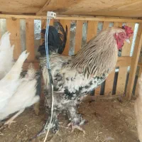 خروس برهما ۱ ساله