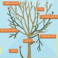 هرس درختان میوه