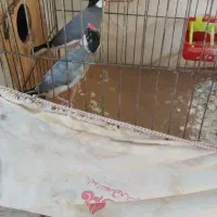 ۲ جفت فنج ن گسی