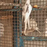 ۵ عدد عروس دوکت آلبینو و یک ماده لوتینو