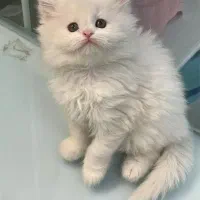 دهکده گربه‌های زیبا ( پرشین / اسکاتیش/ بریتیش )|گربه|یزد, |دیوار