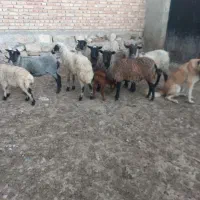 ۶عدد بره ماده رومانوف