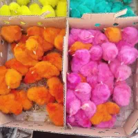 جوجه رنگی فقط 9هزار