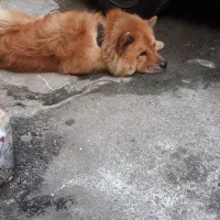 یک عدد سگ نژادداراصیل چاوچاوبه فروش میرسد|سگ|رشت, کوی مهر|دیوار